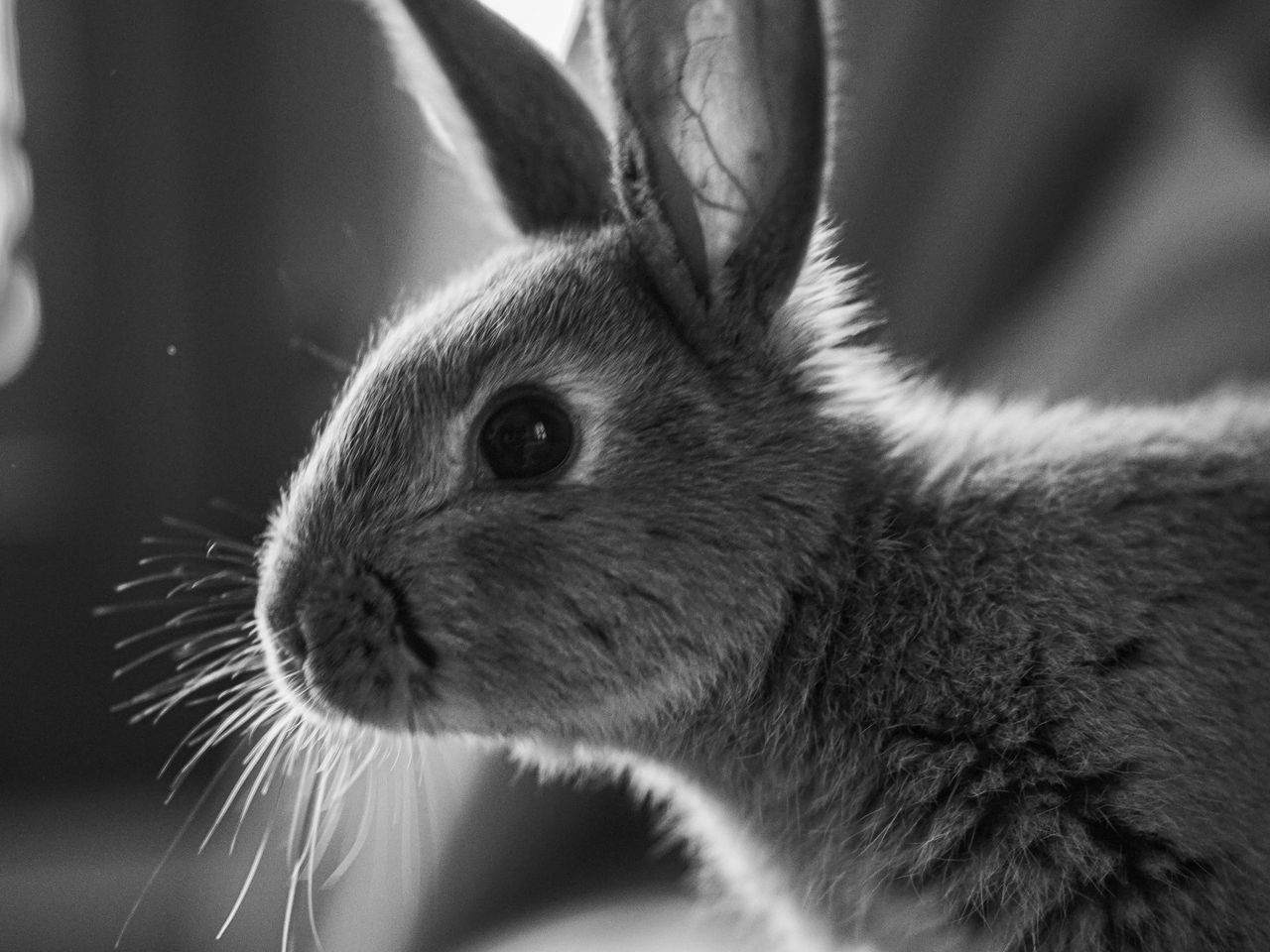 Download wallpaper 1280x960 rabbit, animal, black and white standard 4: