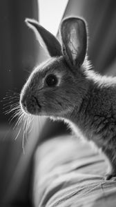 Preview wallpaper rabbit, animal, black and white