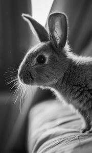 Preview wallpaper rabbit, animal, black and white