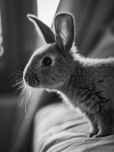 Preview wallpaper rabbit, animal, black and white