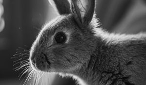 Preview wallpaper rabbit, animal, black and white