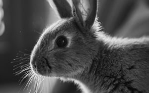 Preview wallpaper rabbit, animal, black and white