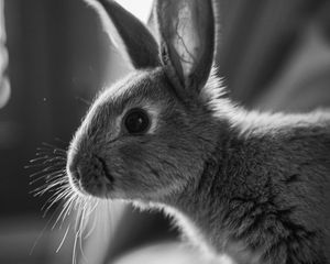 Preview wallpaper rabbit, animal, black and white