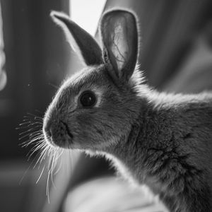 Preview wallpaper rabbit, animal, black and white