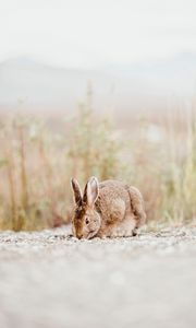 Preview wallpaper rabbit, animal, brown
