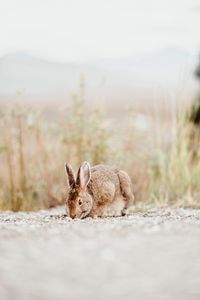 Preview wallpaper rabbit, animal, brown