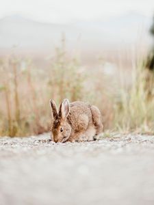 Preview wallpaper rabbit, animal, brown