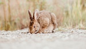 Preview wallpaper rabbit, animal, brown