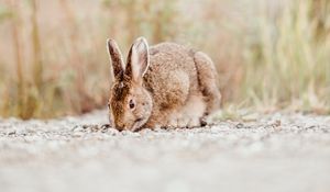 Preview wallpaper rabbit, animal, brown