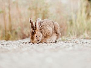 Preview wallpaper rabbit, animal, brown