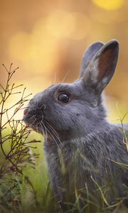 Preview wallpaper rabbit, animal, cute, grass, wildlife