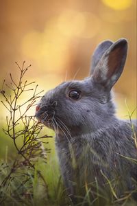 Preview wallpaper rabbit, animal, cute, grass, wildlife