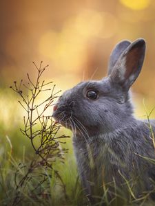 Preview wallpaper rabbit, animal, cute, grass, wildlife