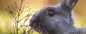 Preview wallpaper rabbit, animal, cute, grass, wildlife