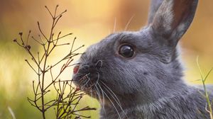 Preview wallpaper rabbit, animal, cute, grass, wildlife