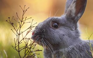 Preview wallpaper rabbit, animal, cute, grass, wildlife