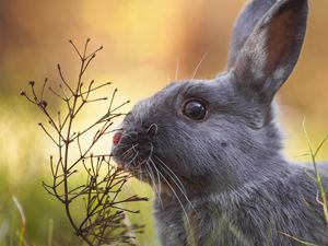 Preview wallpaper rabbit, animal, cute, grass, wildlife