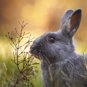 Preview wallpaper rabbit, animal, cute, grass, wildlife