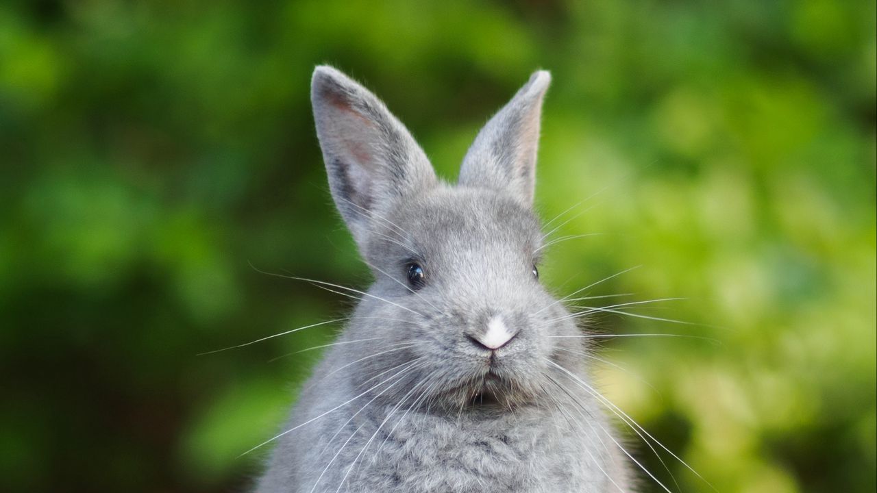 Wallpaper rabbit, animal, cute, fluffy, funny