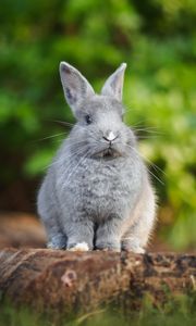 Preview wallpaper rabbit, animal, cute, fluffy, funny