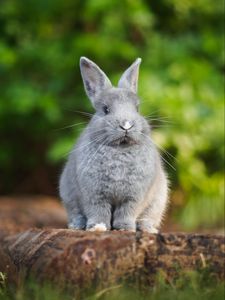 Preview wallpaper rabbit, animal, cute, fluffy, funny