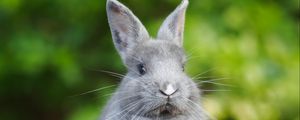 Preview wallpaper rabbit, animal, cute, fluffy, funny