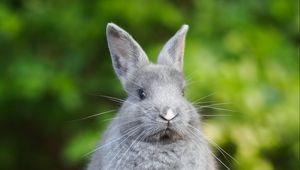 Preview wallpaper rabbit, animal, cute, fluffy, funny