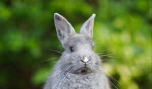 Preview wallpaper rabbit, animal, cute, fluffy, funny