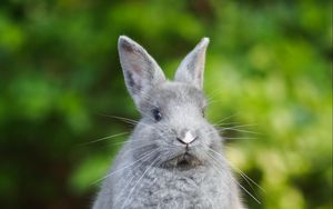 Preview wallpaper rabbit, animal, cute, fluffy, funny