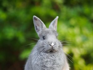 Preview wallpaper rabbit, animal, cute, fluffy, funny