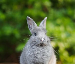 Preview wallpaper rabbit, animal, cute, fluffy, funny