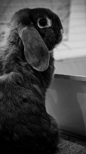 Preview wallpaper rabbit, animal, cute, black and white