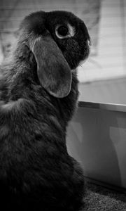 Preview wallpaper rabbit, animal, cute, black and white