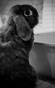 Preview wallpaper rabbit, animal, cute, black and white
