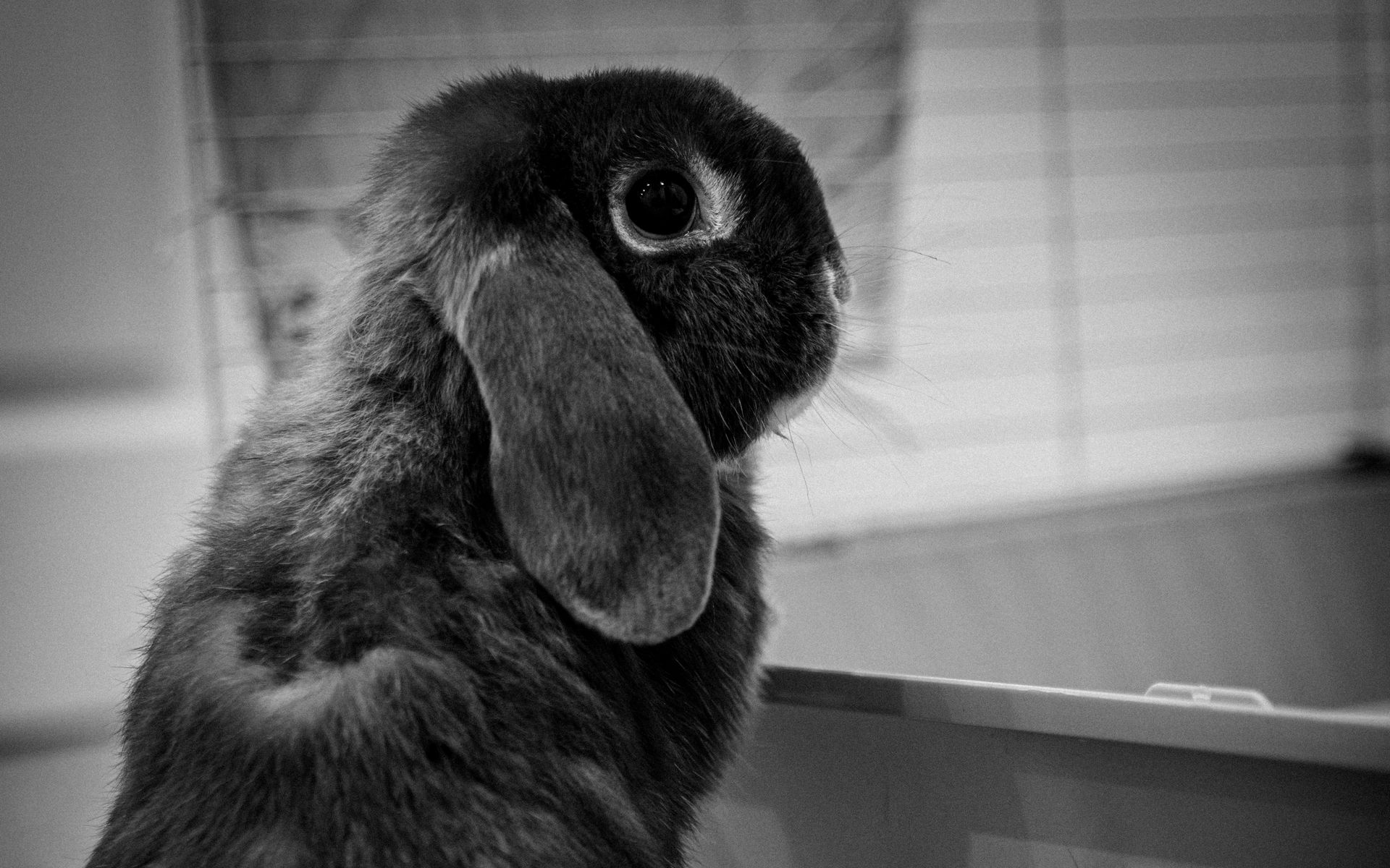 Download wallpaper 1920x1200 rabbit, animal, cute, black and white