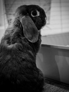 Preview wallpaper rabbit, animal, cute, black and white