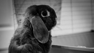 Preview wallpaper rabbit, animal, cute, black and white