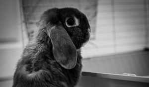 Preview wallpaper rabbit, animal, cute, black and white