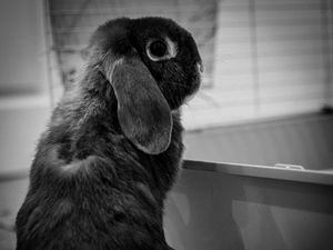 Preview wallpaper rabbit, animal, cute, black and white