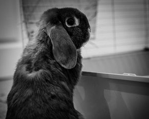 Preview wallpaper rabbit, animal, cute, black and white