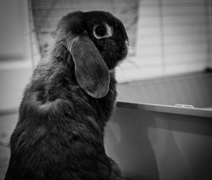 Preview wallpaper rabbit, animal, cute, black and white