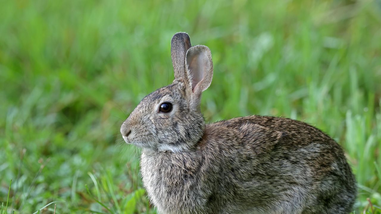 Wallpaper rabbit, animal, cute, grass