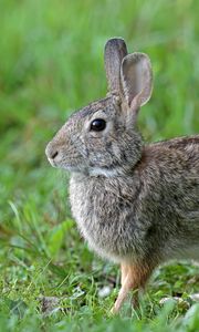 Preview wallpaper rabbit, animal, cute, grass