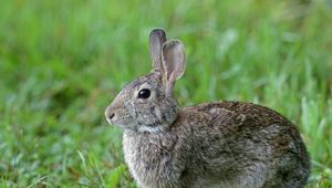 Preview wallpaper rabbit, animal, cute, grass