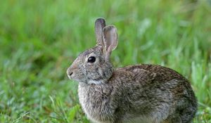 Preview wallpaper rabbit, animal, cute, grass