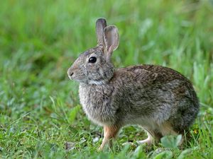 Preview wallpaper rabbit, animal, cute, grass