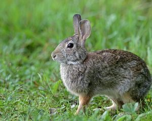 Preview wallpaper rabbit, animal, cute, grass