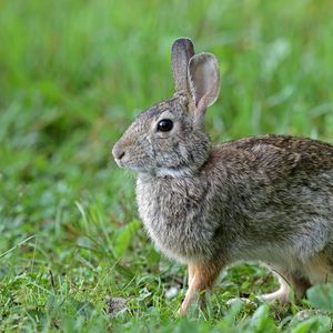 Preview wallpaper rabbit, animal, cute, grass