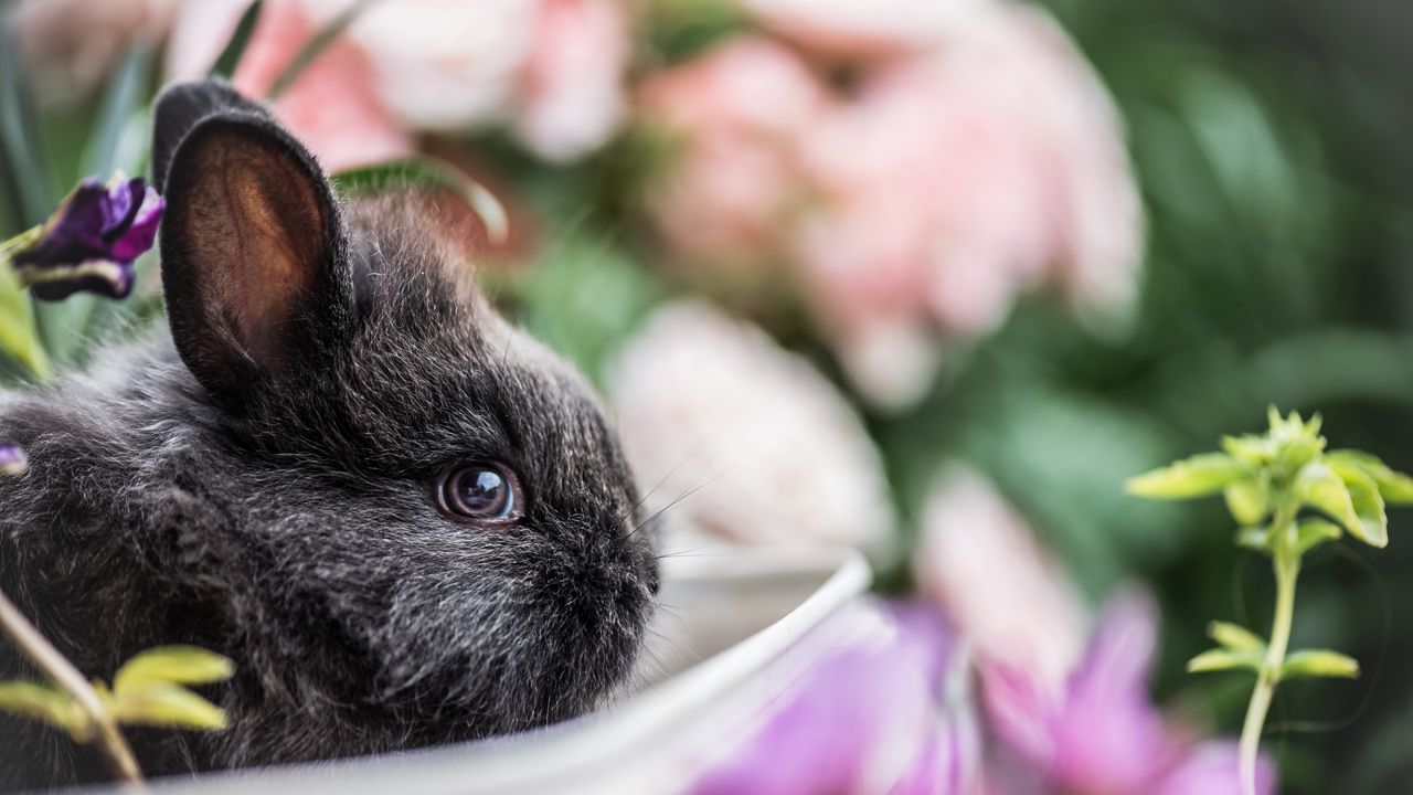 Wallpaper rabbit, animal, cute, blur