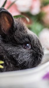 Preview wallpaper rabbit, animal, cute, blur